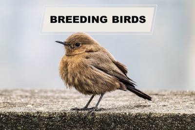 Breeding Birds