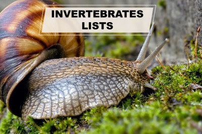 invertebrates lists
