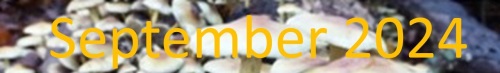 2024 Sep Newsletter