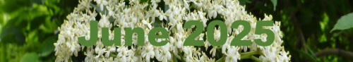June 2025 Newsletter
