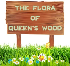 The Flora of Queens Wood Report