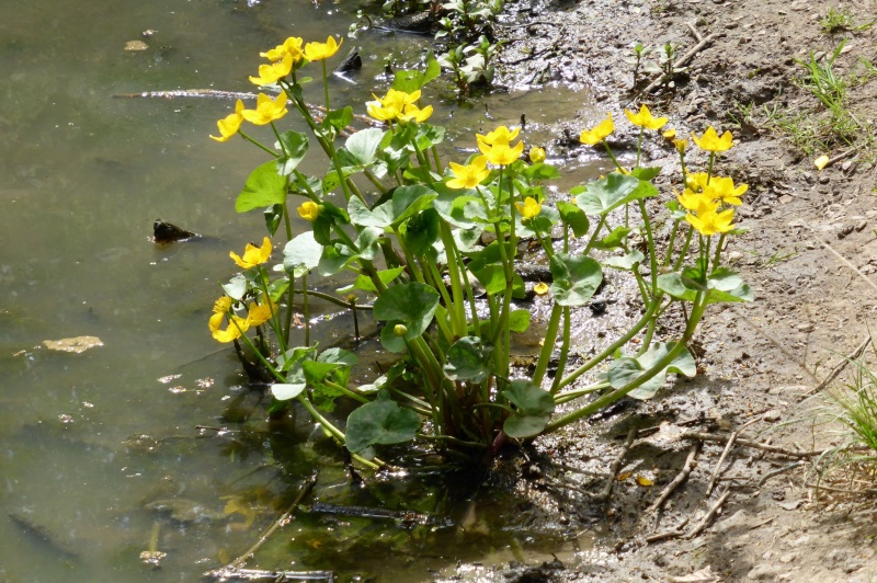 Pond