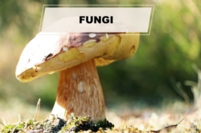 Fungi