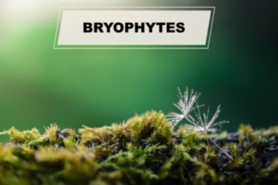 bryophytes