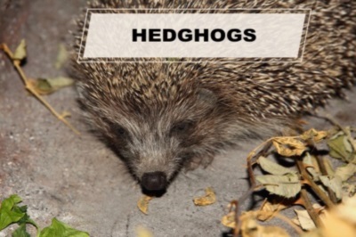 hedghogs