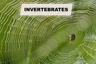 invertebrates