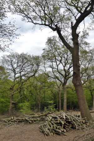 Coppicing in Queens Wood